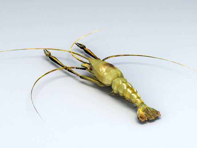 Freshwater Shrimp 3d rendering