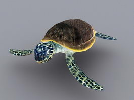 Green Sea Turtle Animated Rig 3d preview