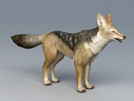 Black-backed Jackal 3d preview