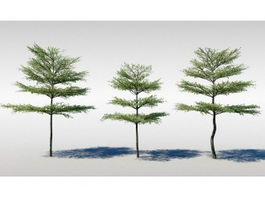 Kalahari Terminalia Tree 3d model preview