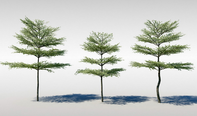 Kalahari Terminalia Tree 3d rendering