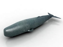 Sperm Whale 3d model preview