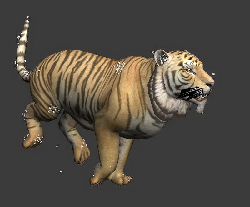 Tiger Running Animation 3d model 3ds Max,Autodesk FBX files free