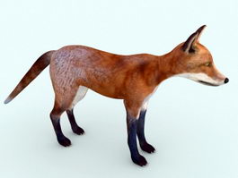 Red Fox Rigged 3d model preview
