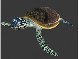 Sea Turtle Animated & rig 3d preview