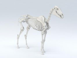 Horse Skeleton 3d preview