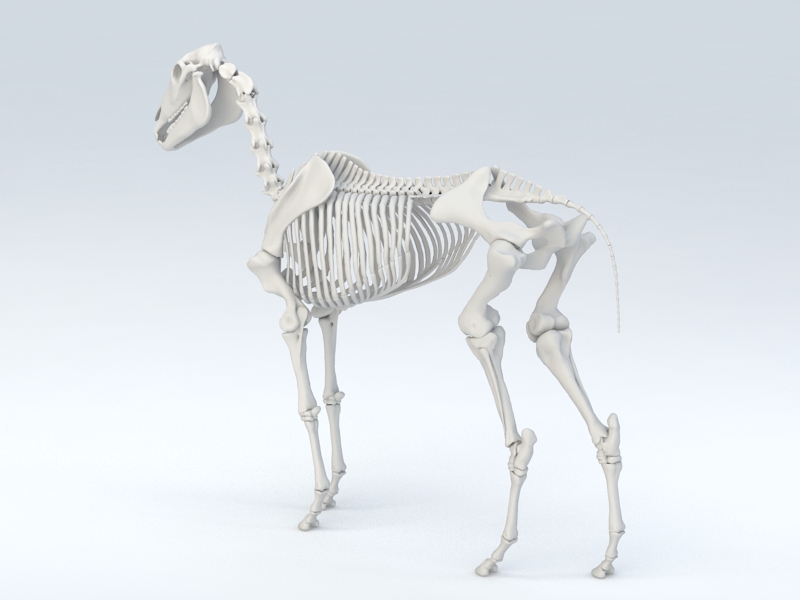 Horse Skeleton 3d rendering