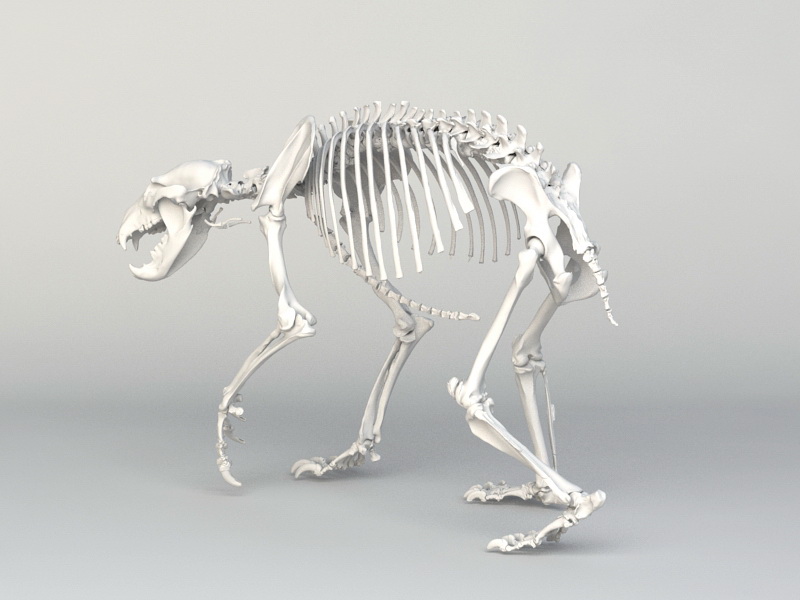 grizzly bear skeleton