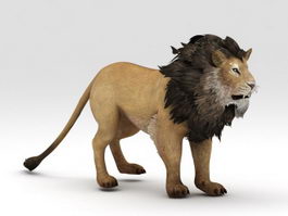 Abyssinian Lion 3d model preview
