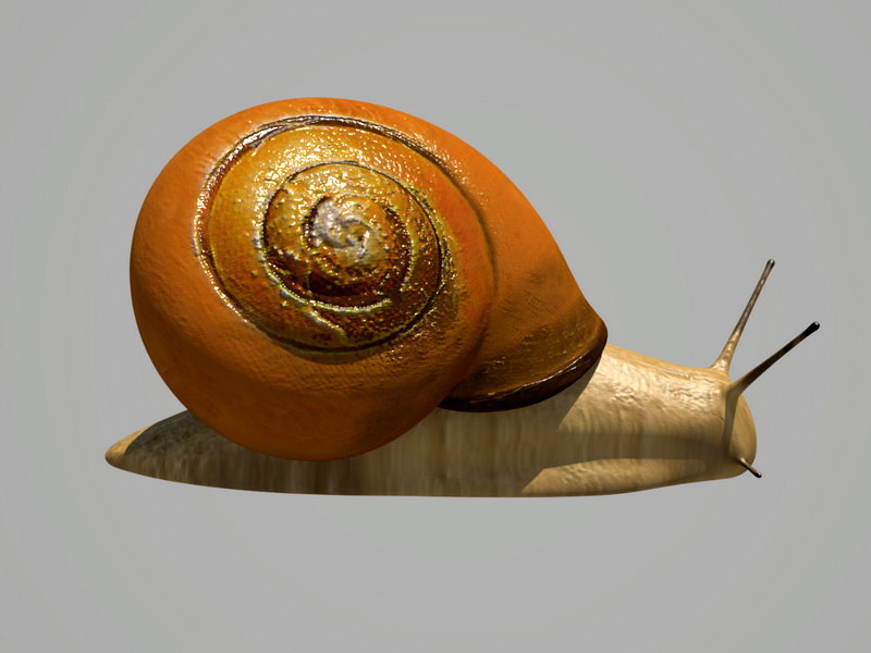 Snail Rig 3d rendering