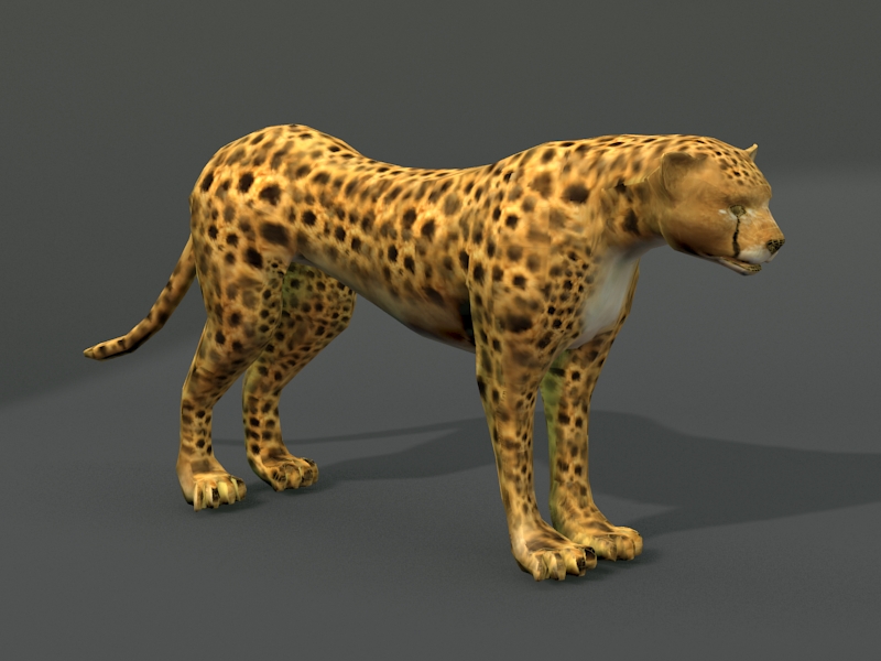Southern African Cheetah 3d rendering