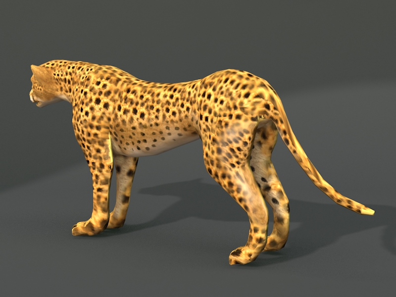 Southern African Cheetah 3d rendering