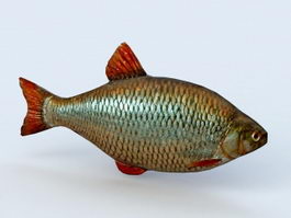Carp Fish 3d model preview