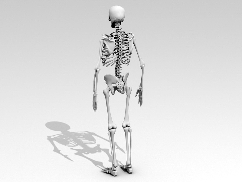 Human Anatomy Skeleton 3d rendering