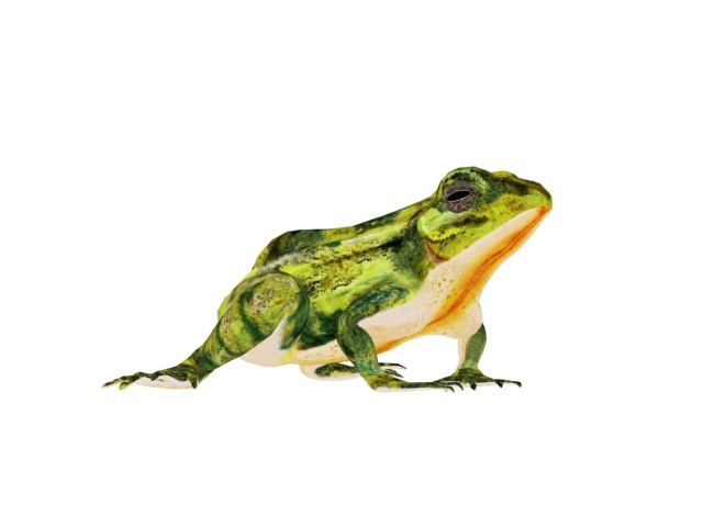 Green Frog Rig 3d rendering