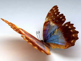 Orange Butterfly 3d model preview