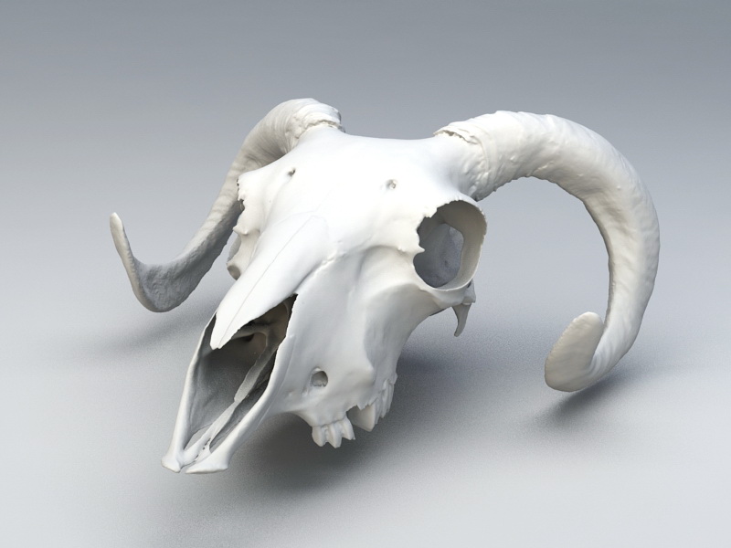 Ram Skull 3d model Object,Zbrush files free download - modeling 46164