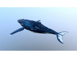 Baleen Whale 3d model preview