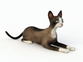 Snowshoe Cat 3d model preview