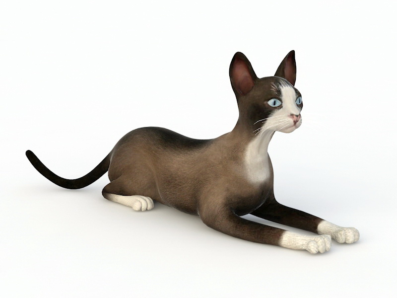 Snowshoe Cat 3d rendering