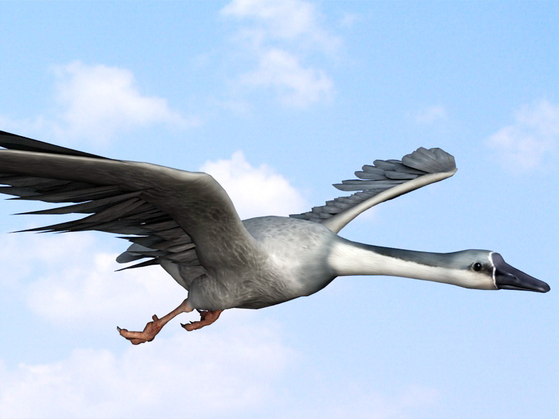 Wild Goose 3d rendering