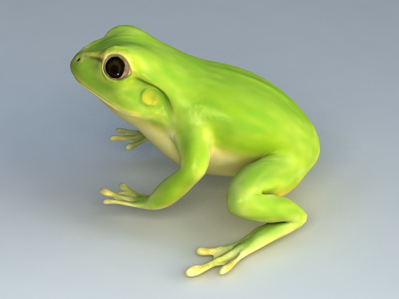 Green Tree Frog 3d model Autodesk FBX,Cinema 4D files free