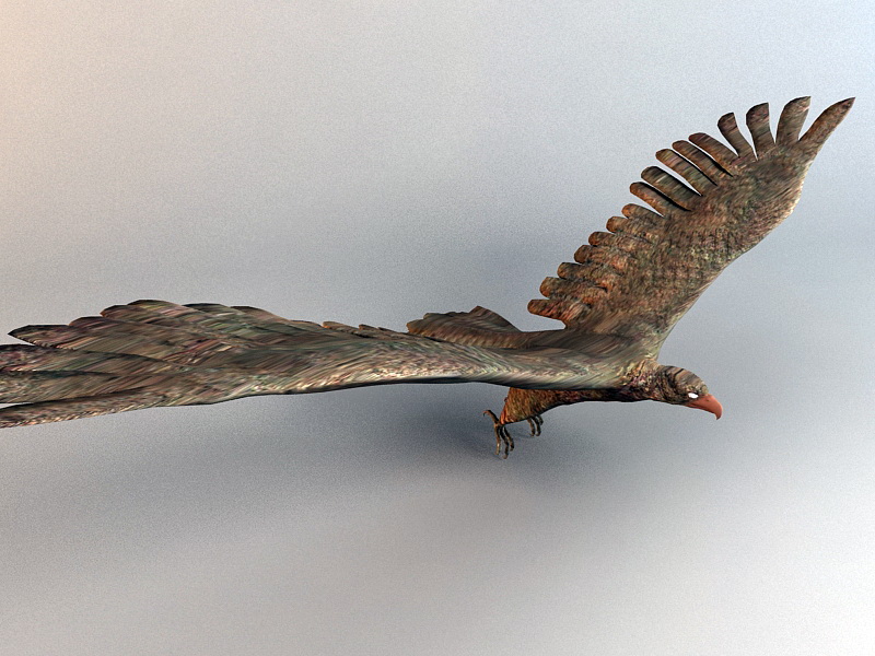 Falcon Bird Rig 3d rendering