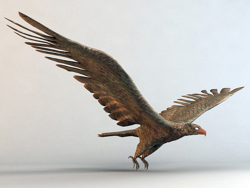 Falcon Bird Rig 3d rendering