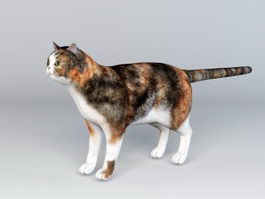 Calico Cat Rig 3d model preview