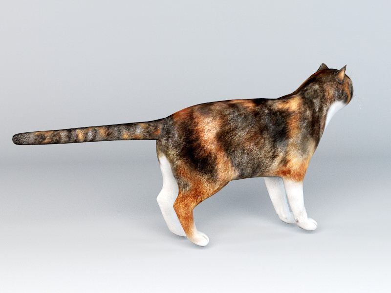Calico Cat Rig 3d rendering