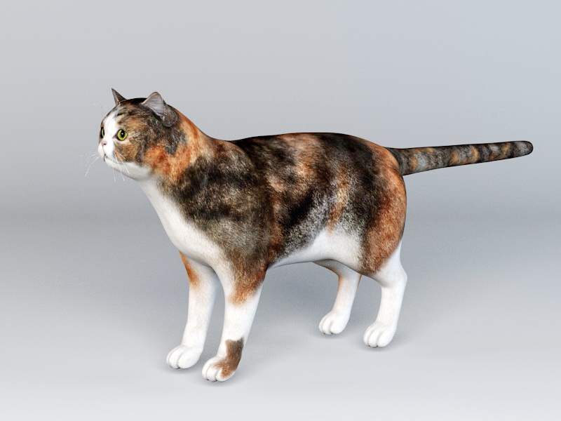 Calico Cat Rig 3d rendering