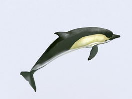 Common Dolphin Swimming Rig 3d model preview