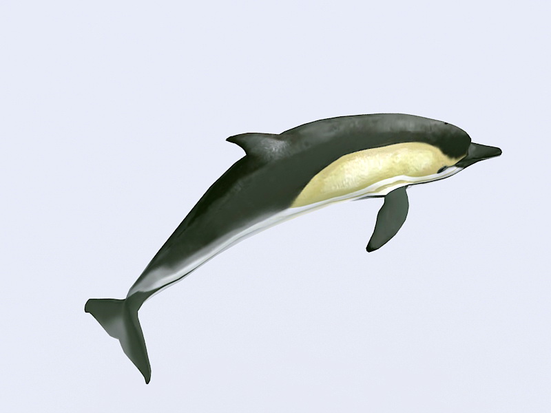 Common Dolphin Swimming Rig 3d rendering