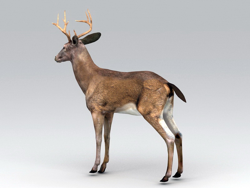 Swamp Deer Rig 3d rendering