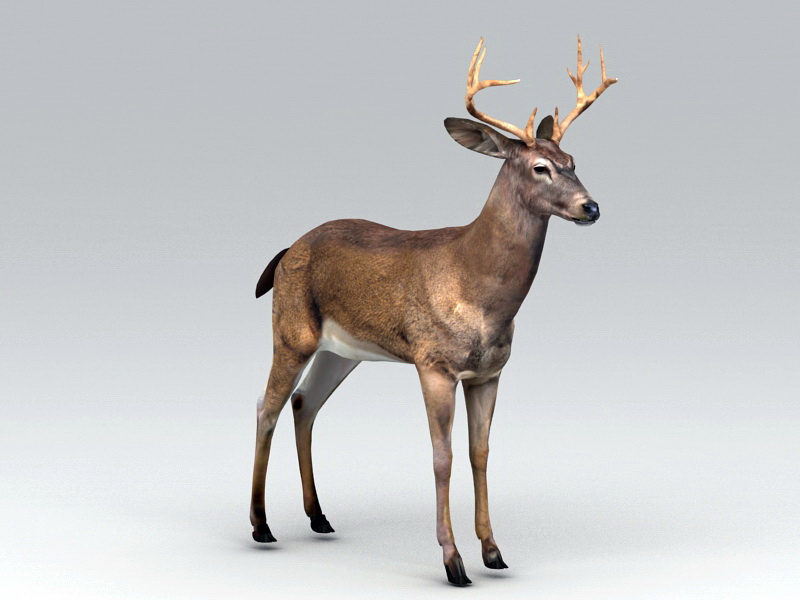 Swamp Deer Rig 3d rendering