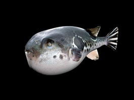 Puffer Fish 3d model preview