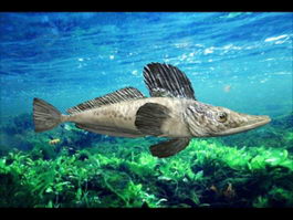 Southern Ocean Icefish 3d model preview
