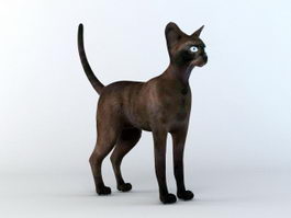 Tonkinese Cat 3d model preview