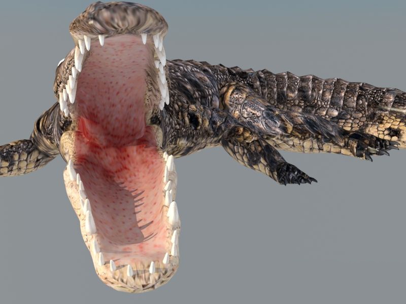 Crocodile Animated Rig 3d rendering