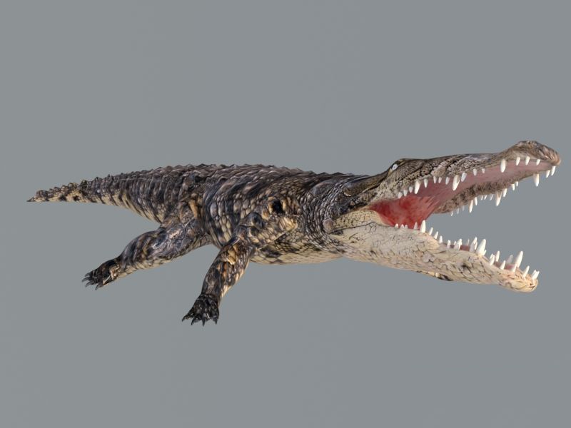 Crocodile Animated Rig 3d rendering