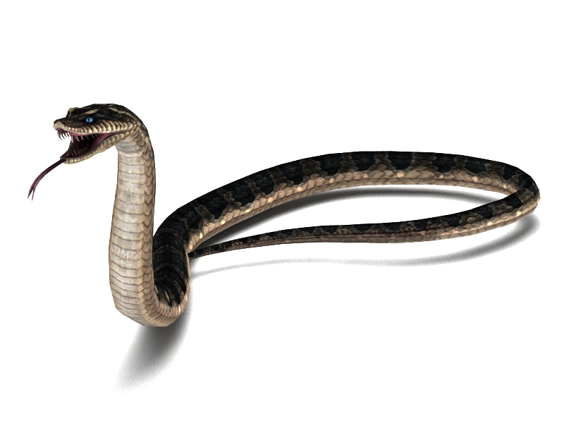 Snake Attacking Animation 3d model - CadNav