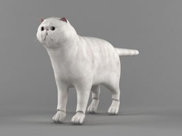 Exotic Shorthair Cat Rig 3d model preview