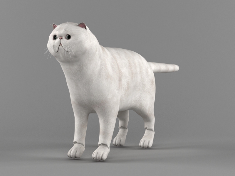 Exotic Shorthair Cat Rig 3d model Autodesk FBX,Cinema 4D files free