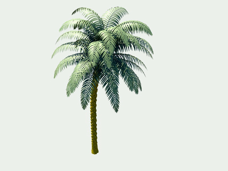 Palm Tree 3d rendering