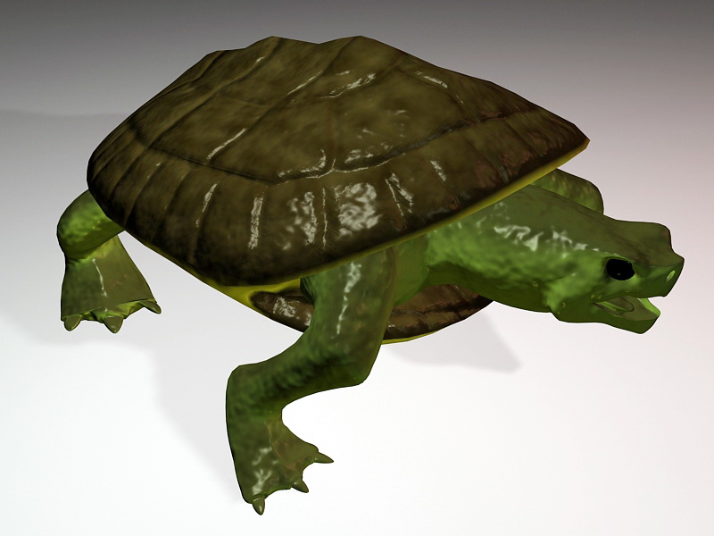 Черепаха 3д. Черепаха 3ds Max. Черепаха модель. Панцирь черепахи 3 д модель. Черепаха 3д модель.
