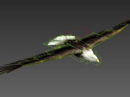 Animated Eagle Rig 3d preview