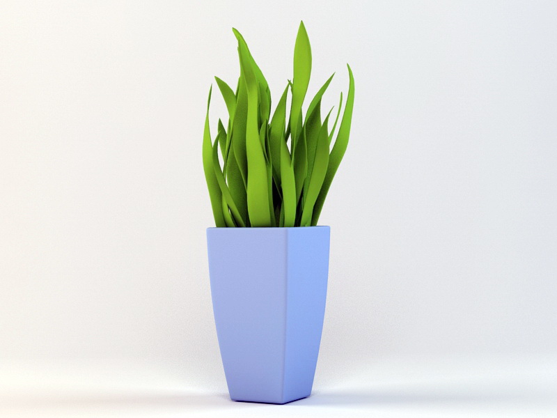 House Plant 3d rendering