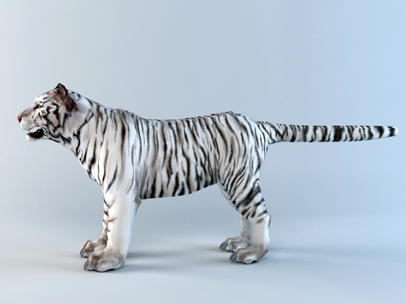 white tiger | 3D model