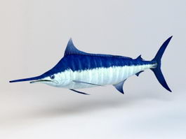 Atlantic Blue Marlin 3d model preview