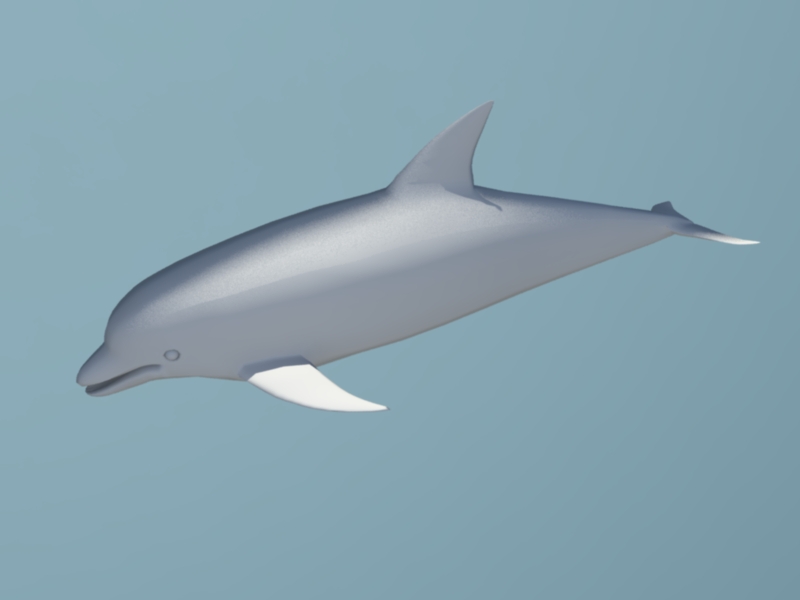 Bottlenose Dolphin 3d rendering